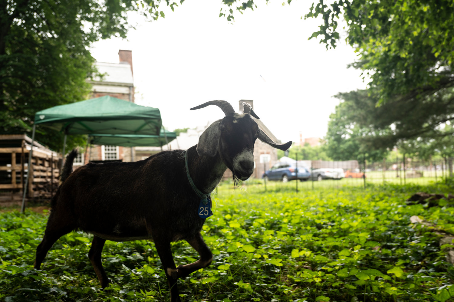 Juliet prances in the pasture where she wolfs down invasive plants like poison ivy and burdock. Poison ivy doesn’t harm goats, so Juliet simply sees it as another type of fresh, leafy green to feast on.
