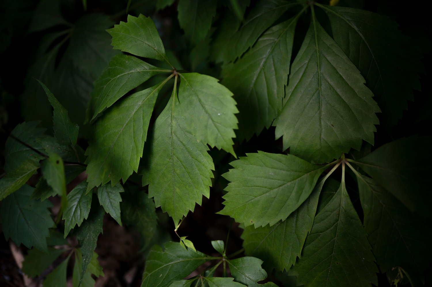 Van Cortlandt Park is known for some of its gorgeous greenery, but be careful — not everything visitors see is safe to be around. After spring, some plants like poison ivy find ways to really blend in with its neighbors. However, it can also be mistaken for Virginia creeper, which has five leaves instead of the distinctive three of poison ivy.
