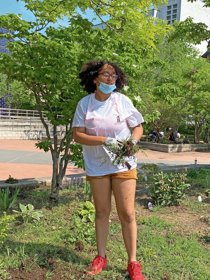Luz Velazquez, an eighth-grader at IN-Tech, pulls some weeds in the courtyard during the school's Flower Power Club gardens groundbreaking on May 14.