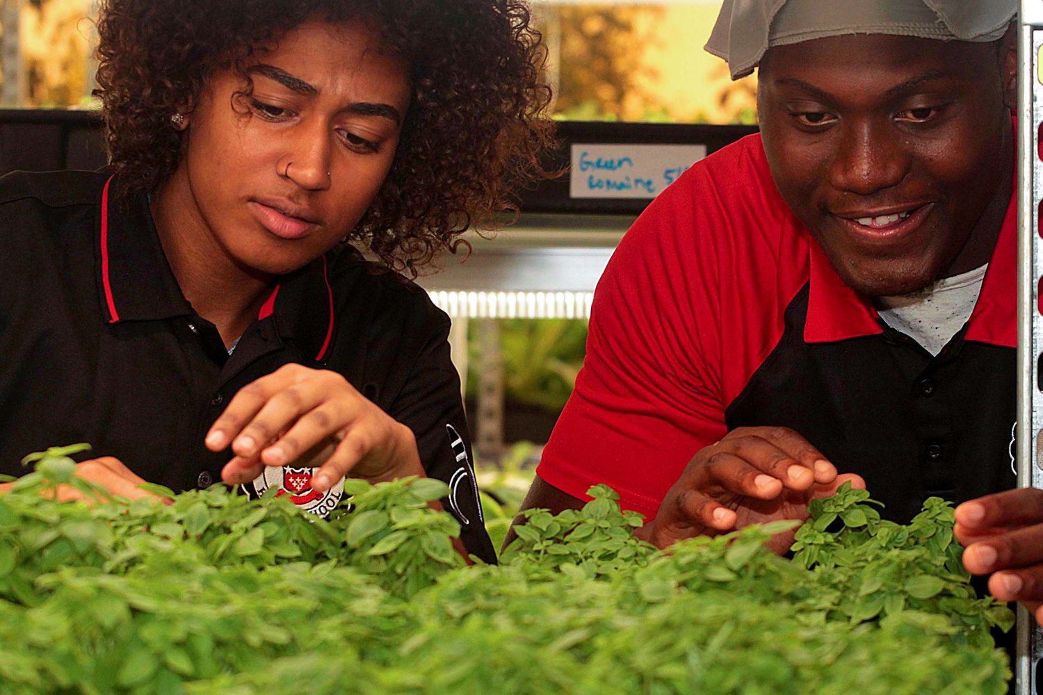 Teens for Food Justice, a Department of Education partner are on DeWitt Clinton High School grounds where they grow their own green vegetables on a farm located on the third floor of the building. It is hydroponic, a more advanced way to farm economically.