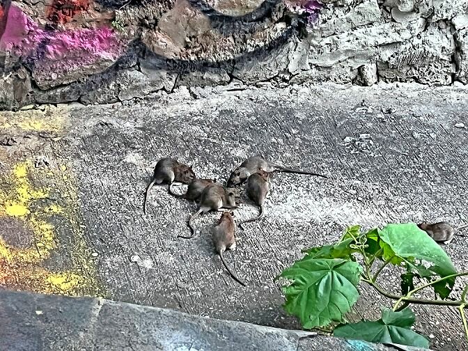 A group of rats spotted feeding on something on the ground on Broadway Wednesday, Aug. 16. There were about 10 in one spot at one point.