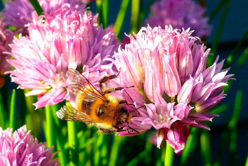 SPRING BUZZ &mdash; Containerized chive blossoms, which attract a variety of bee species. Gardeners opt for more herbs in their yards for culinary use but also to attract pollinators.