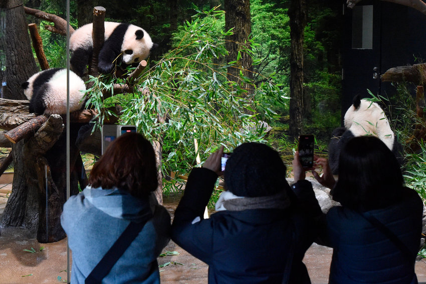 TOP ATTRACTION &mdash; In this photo provided by Tokyo Zoological Park Society, visitors use smartphones to photograph Japanese-born twin pandas and their mother at Ueno Zoo in Tokyo on Wednesday.