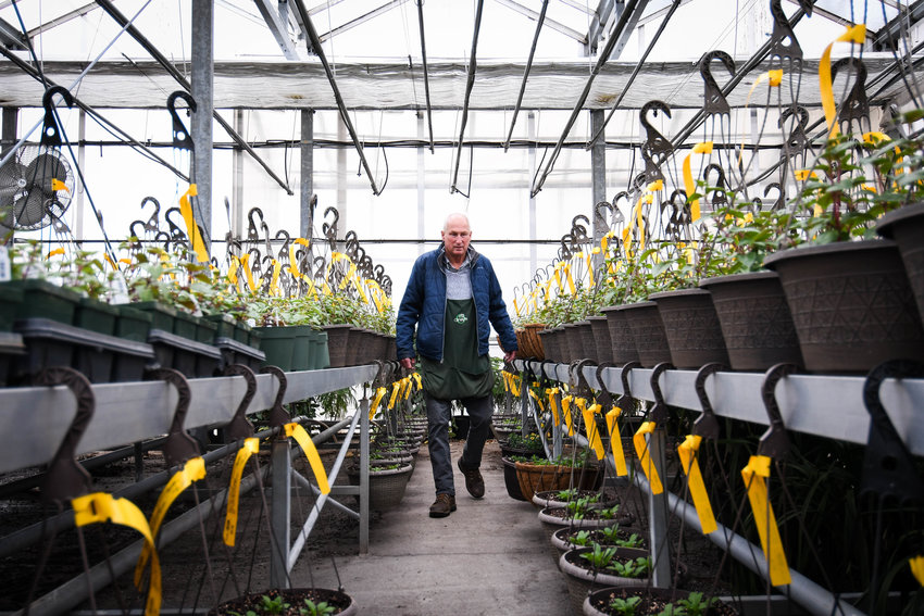 SPRING FLOWERS &mdash; Will Olney, co-owner of Olney's Flowers, walks between rows of spring flowers in one of his greenhouses.