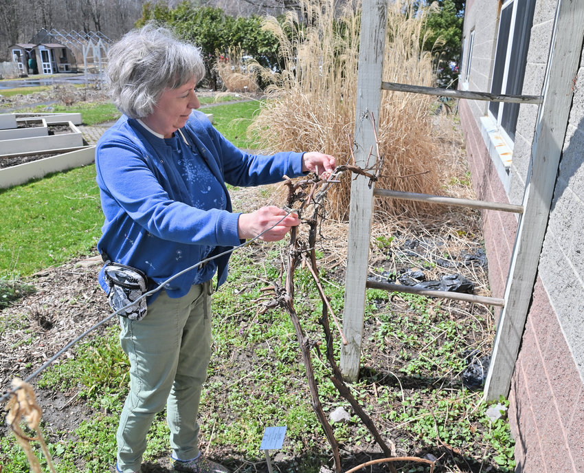 THROUGH THE GRAPEVINE &mdash;&nbsp;Holly Wise, of Cornell Cooperative Extension of Oneida County, looks over some grapevines in the gardens on the agency&rsquo;s property off of Second Street in Oriskany. Gardening has experienced a boom in growth since the start of the COVID-19 pandemic with no signs of slowing.