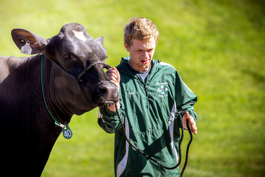 ON THE MOOVE? &mdash; SUNY Morrisville Dairy Club student Devin Kuhn leads a college cow in this  photo from the college. SUNY Morrisville&rsquo;s will host its Spring on the Farm event from noon to 4 p.m. on Saturday, highlighting the many agricultural programs and opportunities at the college and providing general information on agriculture and related products. (Photo courtesy SUNY Morrisville)