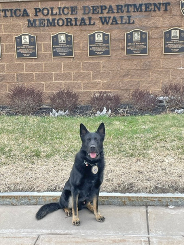 ON DUTY&mdash;&nbsp;Dak, a K9 officer with the Utica Police Department, will soon receive a new bullet and stab-protective vest courtesy of a donation from Vested Interest in K9s Inc., a non-profit that has been providing vests for K9 officers since 2009.