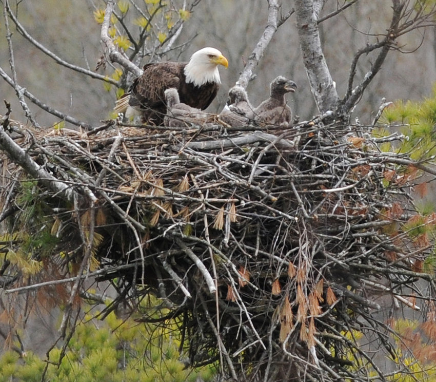 AVIAN FLU SPREADING &mdash;&nbsp;An adult bald eagle is shown with three eaglets in the nest in Floyd in this file photo. State Department of Environmental Conservation officials warn that the avian flu is spreading across much of New York among birds of prey, such as eagles, waterfowl and other bird  species.
