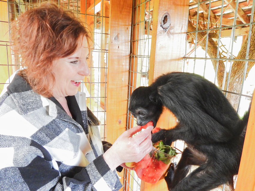 Eclectic Chic owner Valerie Pollack offers Gummy, the 60-year-old spider monkey at Fort Rickey Discovery Zoo, a piece of watermelon that she happily eats.