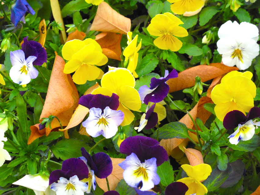 Cool wave pansies that tolerate several light frosts and go dormant after a hard frost, in Langley, Wash. Their colors intensify in the cold and they bloom even in the snow, and recover in early spring.