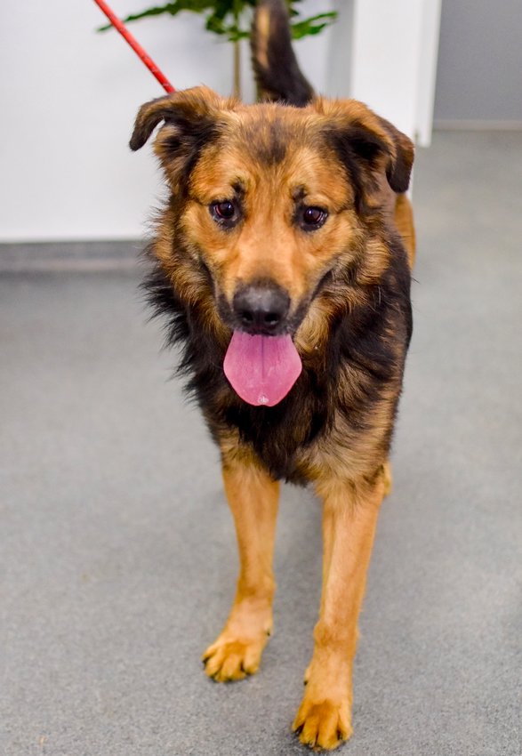 Martin We are looking for someone really special to adopt Martin. He is a 3-year-old German Shepherd mix that was relinquished to animal control. We don&rsquo;t know anything about his past, but he is a very anxious dog. We would like to find someone who can be very patient with Martin as he will need multiple meets before going home. Martin was introduced to other dogs and cats and did not have a negative reaction to either, just nervous. We would not recommend kids under 15 for him, or a house with a lot of commotion.  We know Martin is capable of forming a bond with someone and being a lovable sweetheart. Martin is neutered, current on vaccines, and microchipped. His adoption fee is $120. Apply here to adopt: www.anitas-sshs.org/adopt/apply/Dog. Anita&rsquo;s Stevens-Swan Humane Society, 5664 Horatio St., Utica, 315-738-4357, www.anitas-sshs.org.