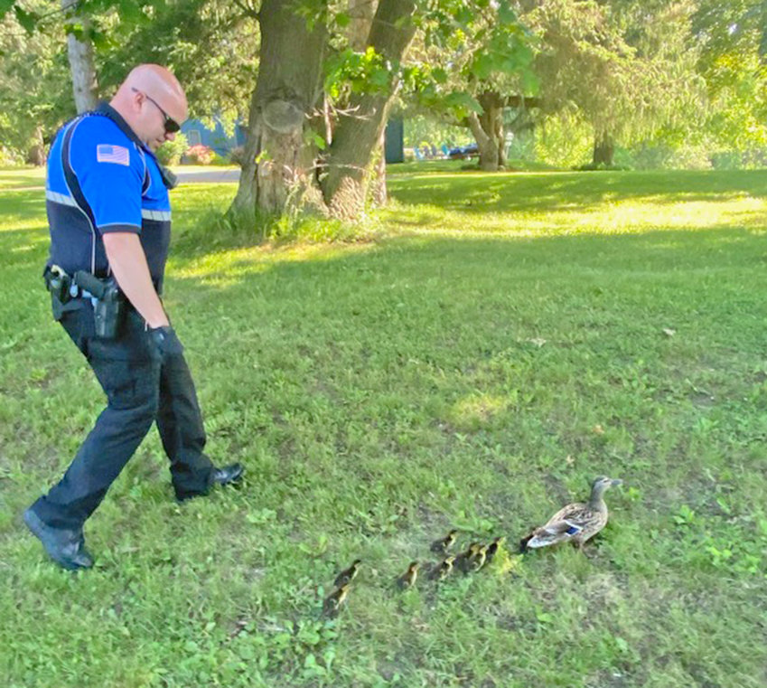 REUNITED FAMILY &mdash; Rome Police Officer Anthony A. Calandra escorts a family of ducks to safety after the babies were fished out of a sewer grate on East Chestnut Street Sunday morning. Authorities said the mother duck was happy to have her babies back.