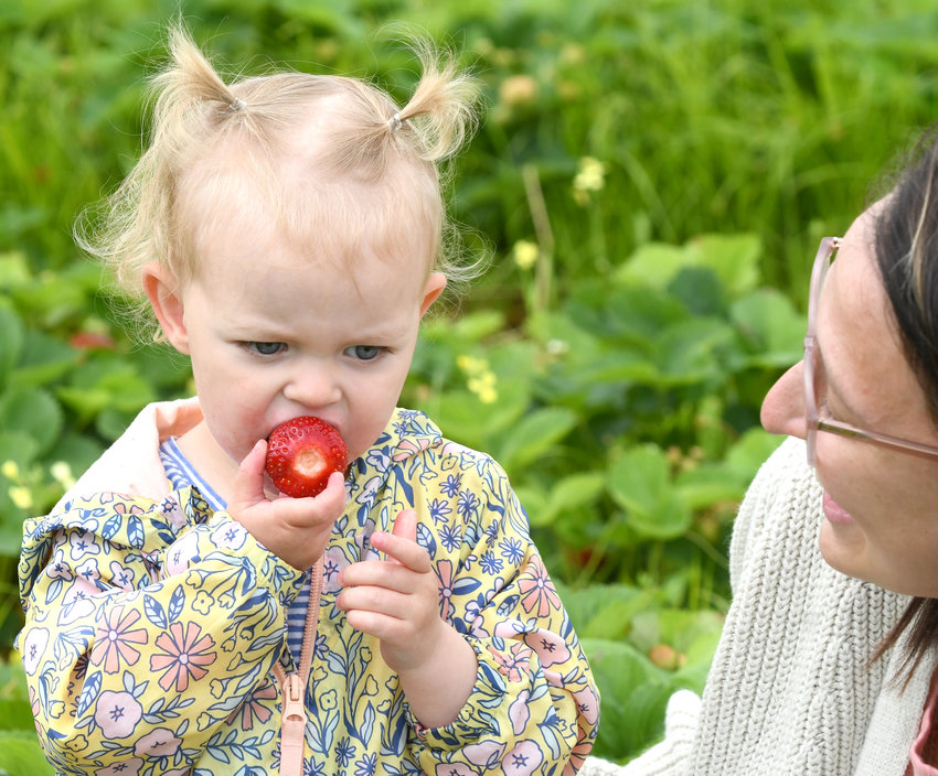 Kenley Cossitt-Yager, 2, enjoys a big ripe strawberry at Swistak Strawberry Farm, 6644 Greenway-New London Road, Verona, with her mom, Desiree Cossitt-Yager, looking on Wednesday. For the toddler, it was a tasty start to a special day &mdash;&nbsp;her second birthday. (Sentinel photo by John Clifford)