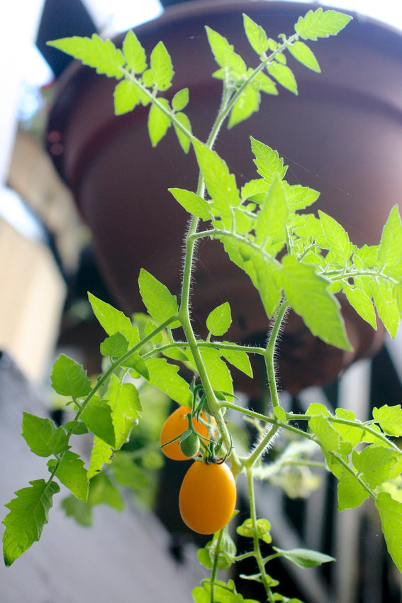 A pear tomato plant in New Market, Va.  Small tomato varieties do well in containers. This pear tomato plant was planted upside down in a hanging basket.
