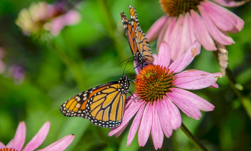 Monarch butterflies share a flower in the Cole Family Monarch Conservation Center and Butterfly House at the Greensboro Science Center in Greensboro, N.C.