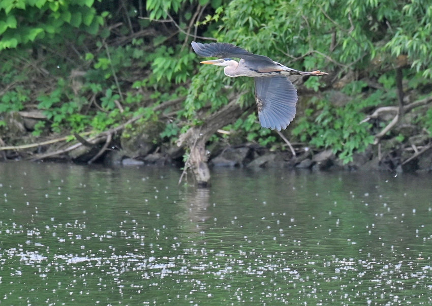 A great blue heron takes flight above the Erie Canal in this photo last week in Rome. The state&rsquo;s Office of Parks, Recreation and Historic Preservation and Department of Environmental Conservation has announced the launch of the 2022 Outdoor Photo Contest to highlight the best of New York&rsquo;s natural beauty and special destinations among New York&rsquo;s state campgrounds and parklands.