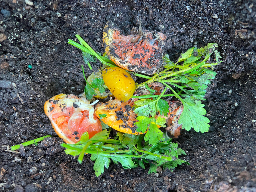 Fruit and vegetable scraps in a planting hole in a Glen Head garden. As kitchen scraps decompose, they add valuable nutrients to the soil to nourish plants.