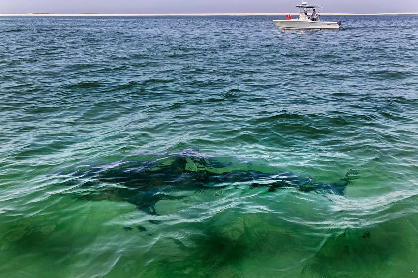FILE - A shark is seen swimming across a sand bar on Aug. 13, 2021, from a shark watch with Dragonfly Sportfishing charters, off the Massachusetts' coast of Cape Cod. Megan Winton, of the Atlantic White Shark Conservancy, said Wednesday, June 29, 2022, that July is when white sharks appear in earnest, with sightings peaking from August through October. (AP Photo/Phil Marcelo, File)