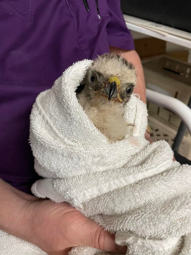 A red tailed hawk that came out of his nest too soon is shown in this photo from Falcon Heart Rescue, where the creature was brought for rehabilitation.