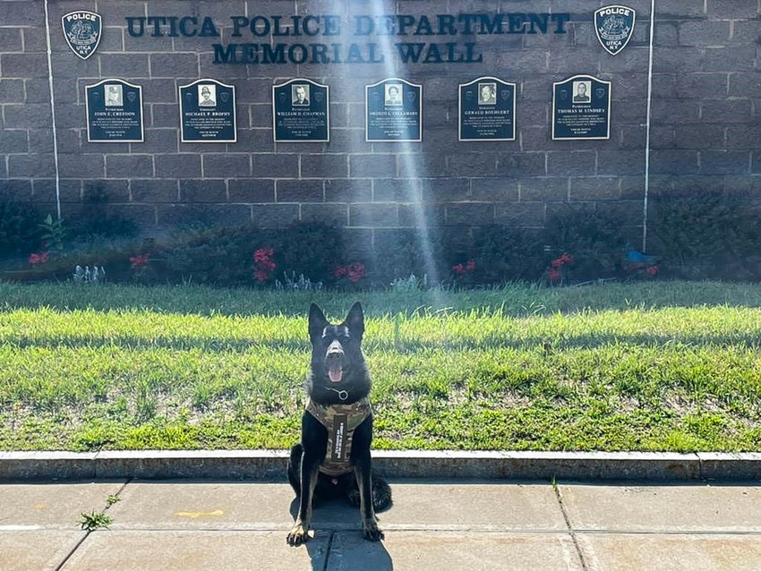 Dak, one of four K9 officers with the Utica Police Department, is sporting a new bullet and stab protective vest. The vest was donated by Vested Interest in K9s, a non-profit that makes custom-fitted vests for police dogs.