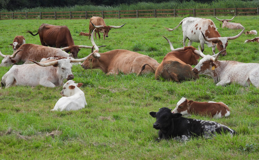 Pictured are a group of longhorn cattle relaxing at Albanese Longhorns in Cazenovia, N.Y. on July 30, 2022.