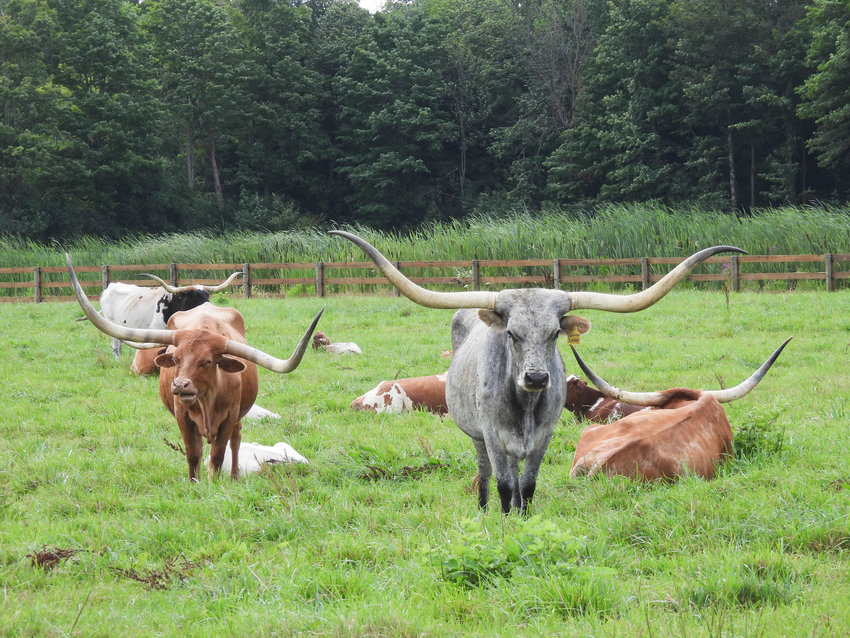 A group of Texas Longhorns rest and graze at Albanese Longhorns in Cazenovia.