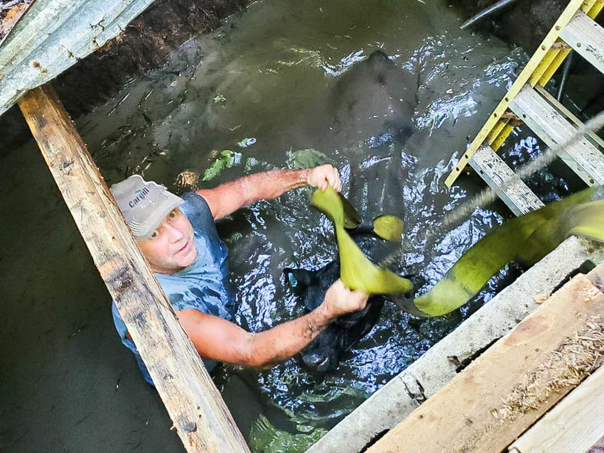 A rescuer heads down into the water of a spring box in Western Saturday morning to attach the lifting straps to a young calf. Authorities said the animal accidentally fell in and was pulled out safely by the Western Fire Department.