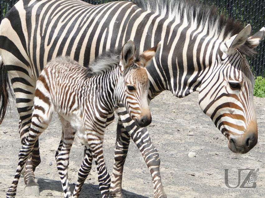 The newest addition to the Utica Zoo is a Hartmann&rsquo;s mountain zebra, born to Zecora on July 30.