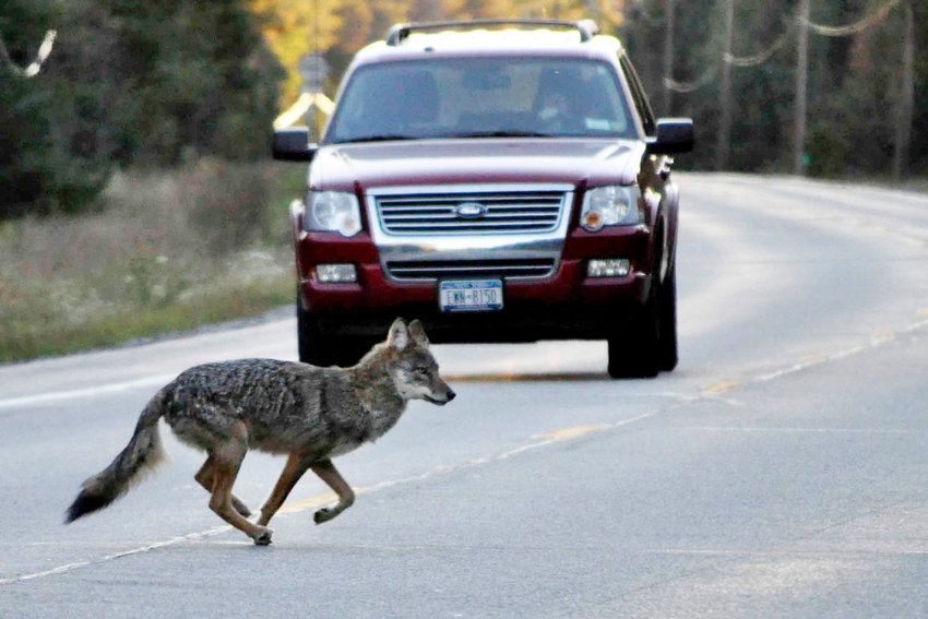 A coyote runs across state Route 3 outside of Tupper Lake, N.Y., in the Adirondacks, Sept. 20, 2010. Advocates think wolves are hunting and howling in the Northeast woods, more than a century after they were shot, trapped and poisoned into eradication across the region. Complicating the question is the fact that wolves can not only appear similar to eastern coyotes, but that they typically share genetic material.