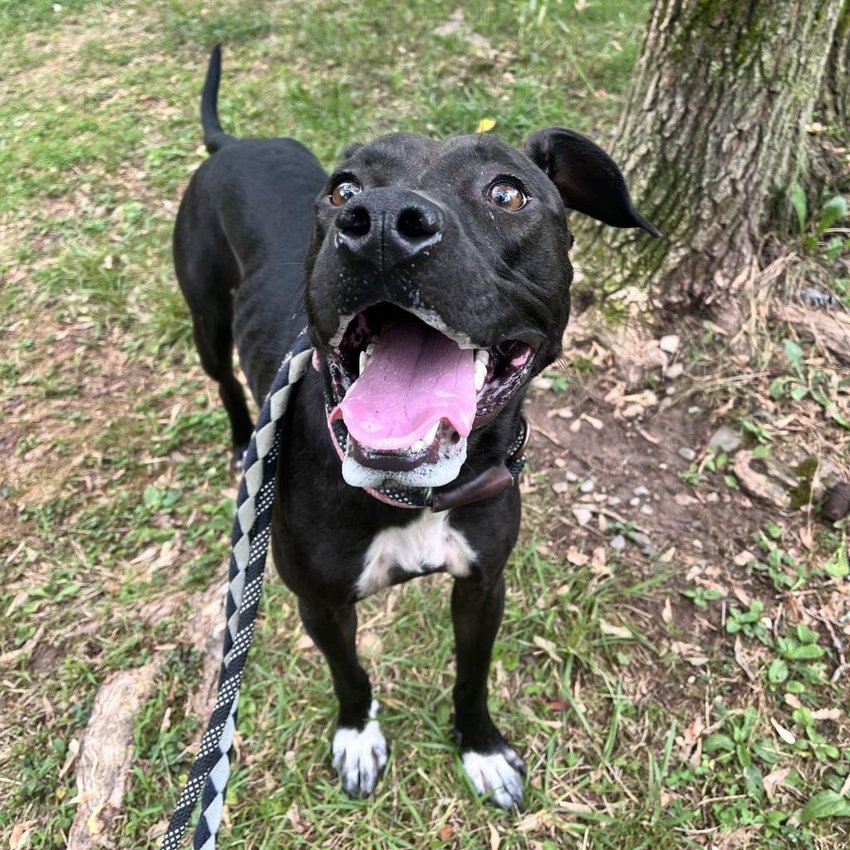 J-Lo is a 2-year-old lab mix who is looking for the perfect home. She is a super sweet girl, who would love to get your attention anytime. However, J-Lo is in her element when she is outside able to enjoy the scenery, watch the birds and squirrels (or try to chase them), or to just go on nice long hikes. She is an active girl looking for a family that can match her energy. If you think you have the perfect home for J-Lo, stop by Wanderers&rsquo; Rest Humane Association, 7138 Sutherland Drive, Canastota, or give them a call at 315-697-2796.