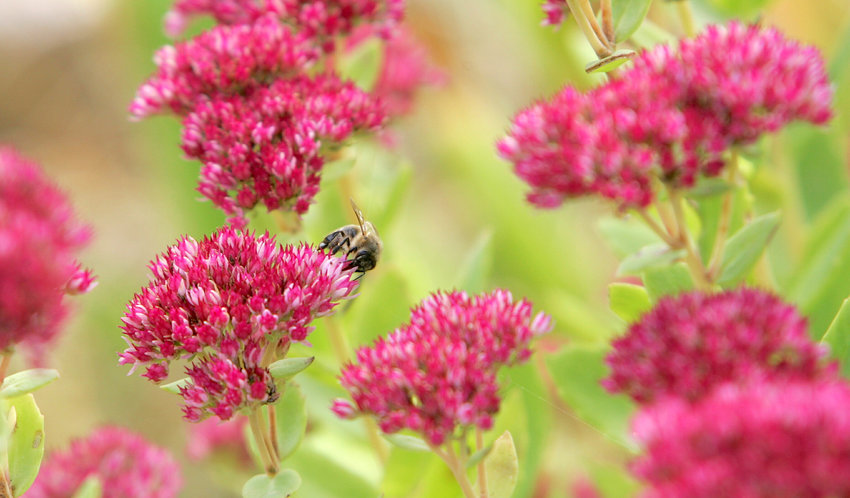 A bee sits on a Sedum flower (Sedum sieboldie) in Euskirchen, near Bonn, western Germany. In the fall, many perennials such as coneflowers and sedums have interesting seed heads or tops. Leave some of these for winter interest in the garden; seed heads are an excellent food source for the birds.