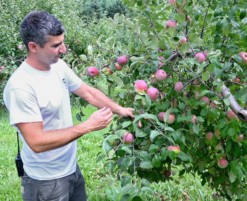 Michael Joseph of North Star Orchards in Westmoreland inspects a branch full of Cortland apples on Wednesday, Sept. 14. The orchard is set to open for the u-pick season with a number of varieties.