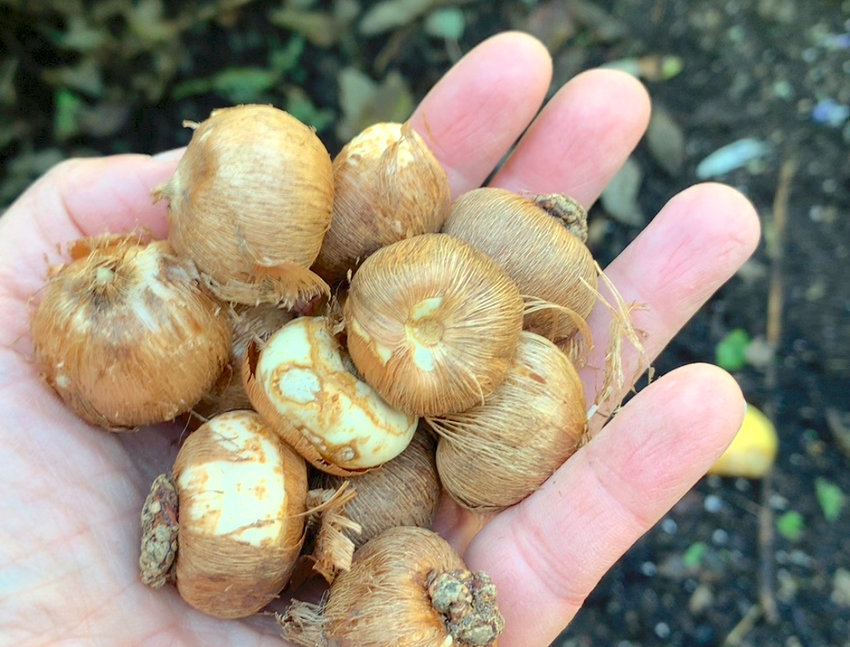 This November 2021 photo shows a handful of spring bulbs.
