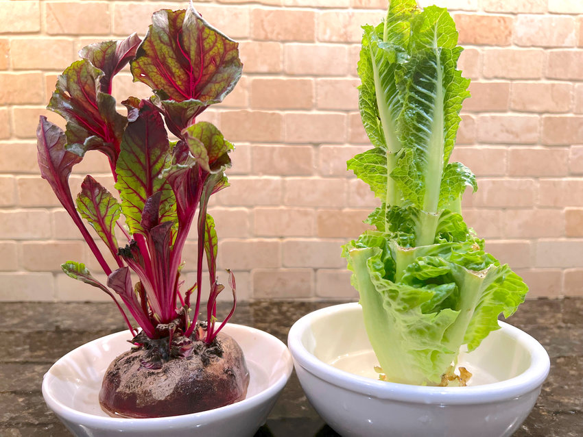 Beet greens, left, and Romaine lettuce grown indoors from kitchen scraps.