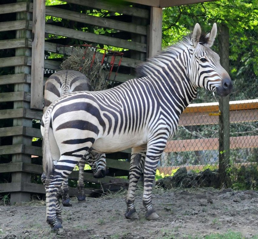 Zebras munch on hay at the Utica Zoo, 1 Utica Zoo Way, in this Daily Sentinel file photo. The zoo, which is home to more than 200 individual animals representing more than 90 species, has reopened following a temporary lapse of several days in its exhibitor&rsquo;s license. You can check out the zebras &mdash;&nbsp;along with all sorts of other creatures from monkeys and snakes to camels and arctic foxes &mdash;&nbsp;from 10 a.m. to 4:30 p.m. 363 days a year (it is closed on Thanksgiving and Christmas).