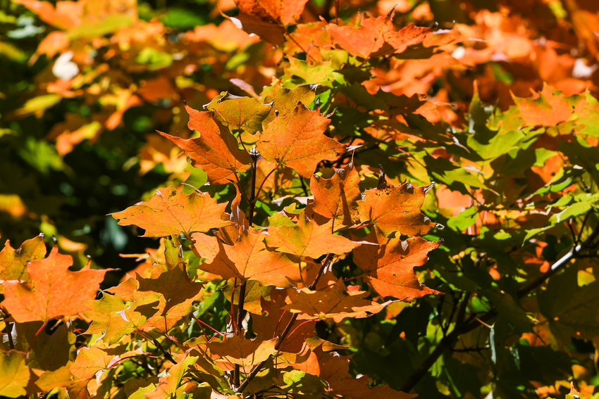 Leaves begin to change colors on a portion of a tree along Master Garden Road on Thursday in Utica. Fall foliage is beginning to pop out across New York State, with some significant early color changes expected in the higher elevations of the Adirondacks and Catskills, according to field reports from volunteer observers for the Empire State Development Division of Tourism&rsquo;s I LOVE NY program. Locally, fall foliage observers say their is roughly 30% change in color in the Utica/Rome area with nearly 55% change in the Old Forge area.