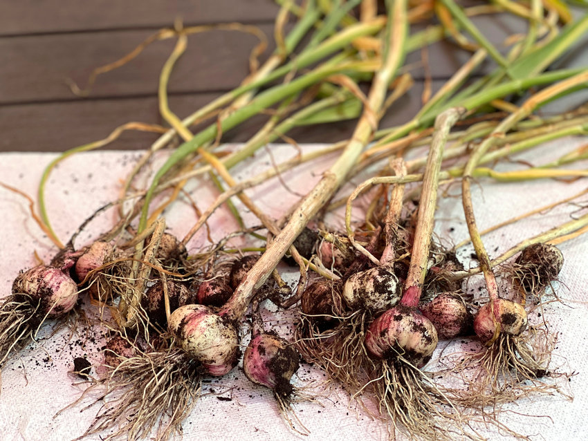 A crop of freshly harvested hardneck garlic in New York&rsquo;s Long Island.