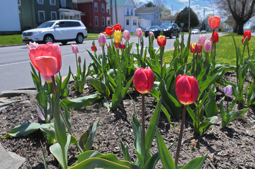 Pictured are tulips along Black River Boulevard in Rome.