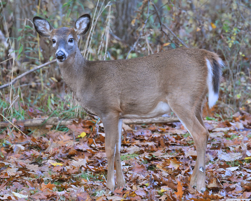 A deer looks over its shoulder off Golden Avenue in Rome on Thursday, Oct. 27. Officials are reminding drivers that the fall months is also breeding season for deer and moose, making them more active. Roughly 41% of all crashes between a deer and a vehicle in 2021 occurred during October, November and December.