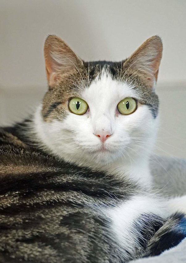Lucy is 2-year-old shy kitty who lives in the community room with other cats, but would love to find a quiet home and family of her own.  If you would like to meet her, stop by Wanderers&rsquo; Rest Humane Association, 7138 Sutherland Drive, Canastota, or give them a call at 315-697-2796.