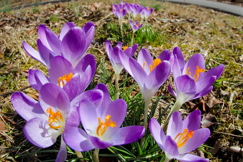A cluster of crocus bulbs blossom in Zelienople, Pennsylvania. The most commonly found forced bulbs include amaryllis and paper-white narcissus.