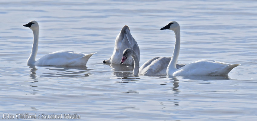 A family of Tundra Swans on Lakeshore Road in Sylvan Beach Monday, December 5, 2022. The parents on the let and right are guarding their two offspring.