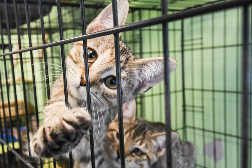 A kitten reaches through a cage to play on Wednesday, Dec. 14 at Anita&rsquo;s Stevens Swan Humane Society in Utica. Shelters in Oneida and Madison counties are experiencing higher volumes of surrenders and animals in need of medical care.