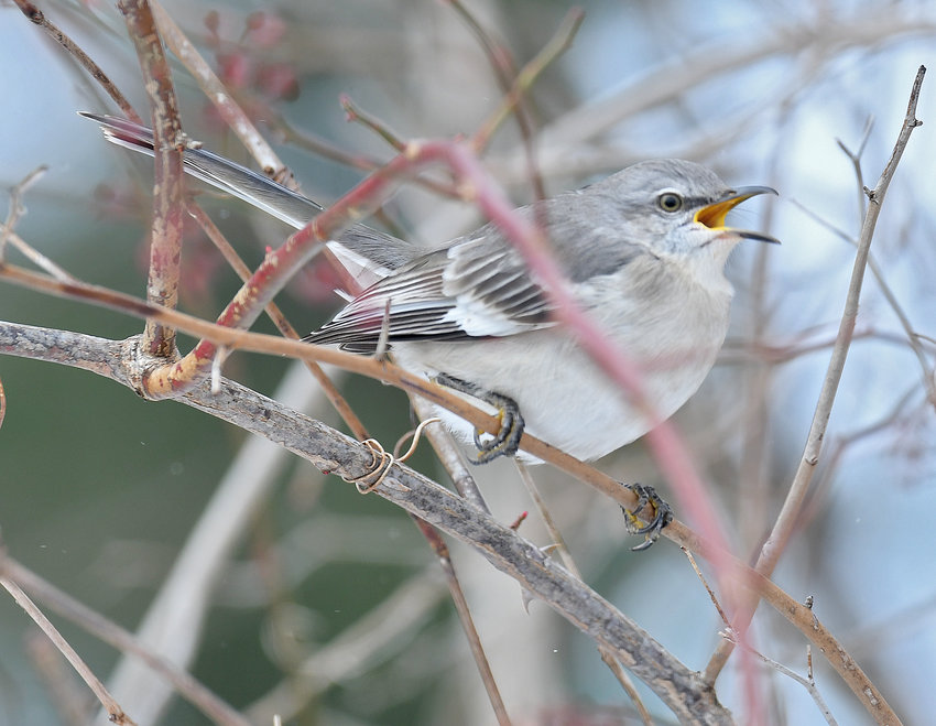 A northern mockingbird on Griffiss was part of the 123 annual Christmas Bird Count that happened around Rome and Oneida County on Sunday, Dec. 18.