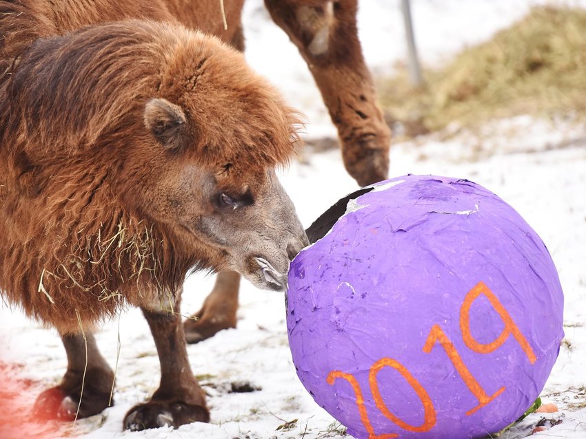The Utica Zoo welcomes in the New Year from 10 a.m. to 3 p.m. Dec. 31 with the return of its NOON Year&rsquo;s Eve event.
