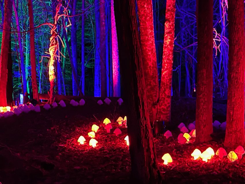Toadstools lit in an array of colors line a portion of the trail during the Harry Potter: A Forbidden Forest Experience.