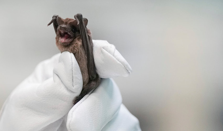Mary Warwick, wildlife director for the Houston Humane Society, holds a Mexican free-tailed bat as it recovers from last week&rsquo;s freeze on Tuesday, Dec. 27, 2022 in Houston.