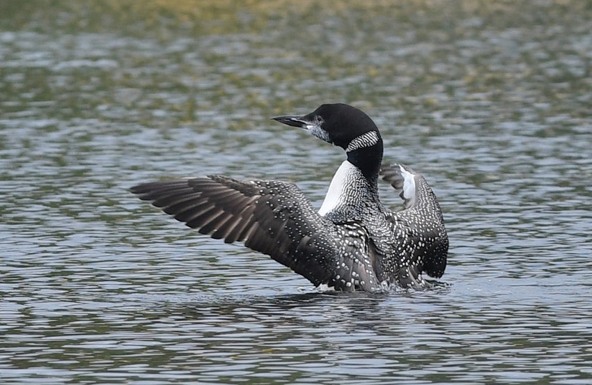 A common loon is shown in Old Forge Pond in this Daily Sentinel file photo.