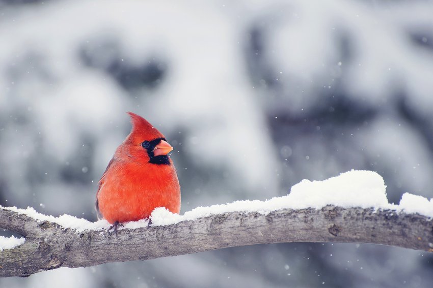 One of the most recognized birds, the cardinal offers a melodious song, splashy red color, and a jaunty crest. They are year-round residents and don&rsquo;t migrate in the winter.