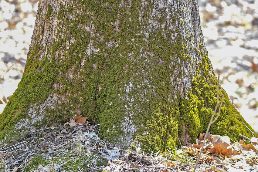 Moss growing at the base of a tree at Raccoon Grove Nature Preserve in Monee, IL.